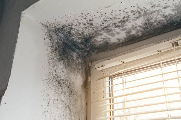 Mold Removal service in Little Falls
